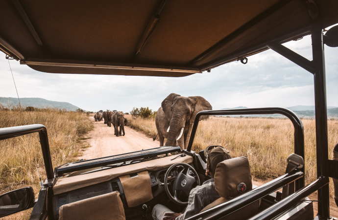 Coming up in 10,000 acres in Aravallis, largest curated jungle safari outside Africa